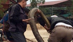 Thót tim, rắn hổ mang thở phì phì dưới gầm giường