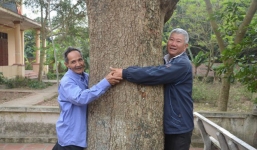 Đòi bán cây sưa 400 tuổi giá 100 tỷ: Huyện Thuận Thành nói gì?
