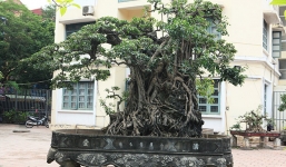 Chiêm ngưỡng cây sanh cổ nhất châu Á được đổi bằng 8 lô đất ở Thủ đô