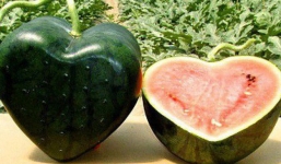 Vì sao một số loại trái cây Nhật Bản có mức giá siêu đắt?