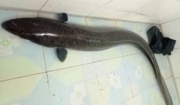 Xôn xao dân Nghệ an bắt được cá lệch khủng nặng gần 10kg trong ngày đầu năm mới