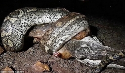 Nghe tiếng động lạ sau vườn, gia đình chạy ra thì phát hiện cảnh tượng kinh hãi trước mặt