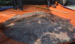 Bắt được 'quái ngư khủng' 220kg trên sông Tiền