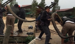 Bắt đối tượng nuôi nhốt trái phép rắn hổ mang chúa khổng lồ
