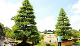 Chiêm ngưỡng cặp me cổ kỷ lục 150 tuổi, giá 6 tỷ vẫn chưa thèm bán