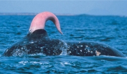 Những con số 'khủng' về loài động vật khổng lồ nhất hành tinh