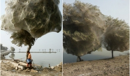 Trận lụt vừa rút, người dân bàng hoàng khi thấy hàng nghìn con nhện giăng mạng trên cây