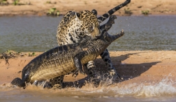 Lặng lẽ lặn xuống nước, báo đốm vồ sống cá sấu ngay tại lãnh địa của địch