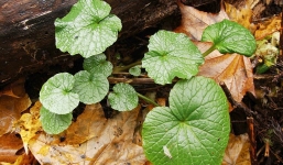 Cây Wasabi để làm ra mù tạt xanh ở Nhật Bản trông như thế nào?