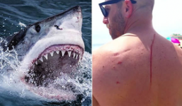 Thoát chết khỏi hàm răng cá mập, không lâu sau, anh phát hiện ra chính con cá đã cứu anh một mạng