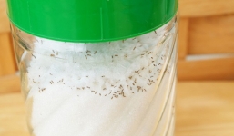 Đàn kiến sẽ không dám bén mảng đến lọ đường trong bếp nếu bạn làm việc này