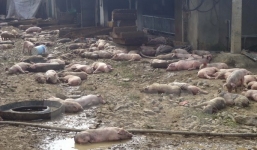 1.200 con lợn của một trang trại bị chết cháy do chập điện