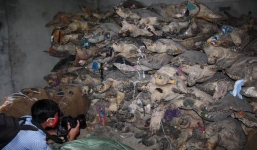 Nha Trang: Xét xử 'đại án' buôn bán 10 tấn rùa biển bất hợp pháp lớn nhất trong lịch sử