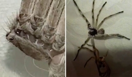 Kinh hoàng phát hiện 'quái vật' lông lá khổng lồ 8 chân đang lột xác