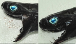 Phát hiện sinh vật lạ, giới chuyên gia ngỡ ngàng vì chúng quá giống quái vật phim viễn tưởng