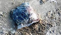 Chưa tìm được nguồn gốc 5 tạ thịt thối dạt vào bờ biển Thừa Thiên-Huế