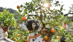 Hướng dẫn cách chọn mua quất cảnh chơi Tết để tài lộc cả năm