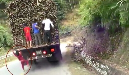 Thót tim cảnh học sinh tiểu học liều lĩnh đu bám trên xe tải đang chạy để ăn trộm mía