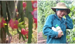 Dân nghèo khóc ròng vì bị kẻ gian đột nhập chém đứt đôi quả thanh long trong vườn