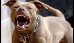 Bé gái 1 tuổi bị chó nhà tấn công, cha hoảng loạn lao vào cứu