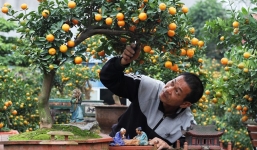 Tác phẩm quất tiểu cảnh gợi nhớ quê hương cháy hàng dịp Tết