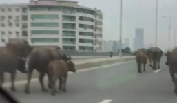 Đàn trâu thả rông ngang nhiên đi giữa phố phường Hà Nội gây cản trở giao thông