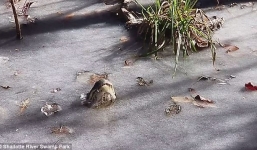 Hàng loạt cá sấu 'ngủ đông', vươn mõm qua lớp băng để thở do cái lạnh khắc nghiệt