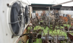 Xuất hiện loại đào trồng ở phòng riêng, có điều hòa, phải bắc thang mới xem được