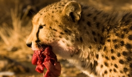 Ấn Độ: Truy lùng con báo 'khát máu' chuyên ăn thịt trẻ em