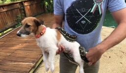 Hãi hùng phát hiện trăn cắn thú cưng, phản ứng nhanh chóng của người chủ đã cứu mạng chú chó