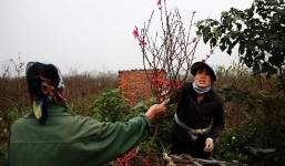 Đào nở sai thời điểm, rớt giá chỉ còn 50.000 đồng/cành, nông dân Nhật Tân như ngồi trên đống lửa