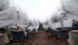 Hà Nội: Người dân lắp điều hòa, bật quạt sưởi, bọc nilon chống rét cho đào Tết