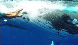 Thấy cá mập săn mồi lởn vởn, cá voi khổng lồ nặng 22 tấn lấy thân mình che chắn cho đội thợ lặn khỏi bị tấn công