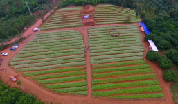 Đồi hoa tam giác mạch 'độc nhất vô nhị' ở xứ Nghệ qua góc quay Flycam