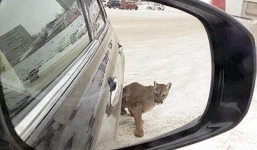 Bị báo vồ, người phụ nữ thoát chết ngoạn mục nhờ chiếc áo khoác