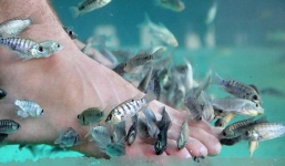 10 năm không rửa chân, chàng kỹ sư khiến cá của tiệm spa chết hàng loạt