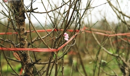 Người dân làng đào Nhật Tân: 'Từ giờ đến Tết mà rét thế này thì đào không nở hoa kịp mất!'