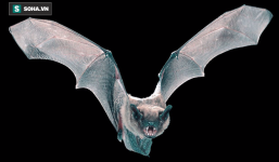 Phát hiện loài dơi khổng lồ, bò lổm ngổm trên mặt đất bằng 4 chân