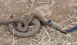 Đang nuốt dở con mồi, rắn nâu bị rắn đen 'đục thân' thoát ra ngoài ngoạn mục