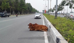 Diễn biến mới vụ con bò 'biến mất' tại trụ sở công an