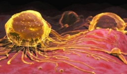 Uống hạt nano vàng: Không tác dụng chữa ung thư, thậm chí gây độc