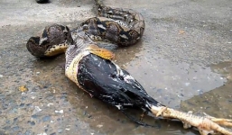 Thấy con trăn phình bụng trên gác mái, người đàn ông hoảng sợ khi chứng kiến cảnh tiếp theo