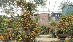 Quất cảnh 'rồng vàng hóa ngựa trắng' độc nhất vô nhị, trả 50 triệu không bán