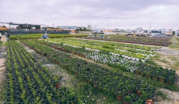 Chùm ảnh: Cánh đồng hoa lớn nhất Sài Gòn bắt đầu chớm nụ chào Tết, chủ vườn phải thuê cả chục người trông