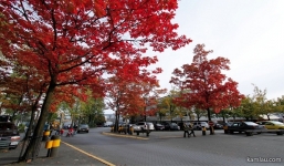 Hà Nội trồng cây lá phong đỏ: Chuyên gia nói gì?