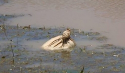 Tưởng túi rác trôi sông, khi mở ra mới biết điều kỳ diệu tuyệt vời bên trong