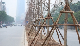 Việc thí điểm trồng cây phong lá đỏ do được các đơn vị tài trợ