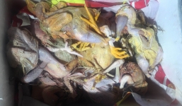 Rùng mình 200kg thịt động vật bốc mùi hôi thối, xuất hiện dòi đục chuẩn bị lên bàn nhậu