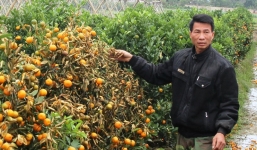 Vụ kẻ gian phá hoại 400 cây quất Tết: Bỏ phiếu kín, tìm ra 4 đối tượng tình nghi