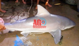 Xôn xao việc ngư dân An Giang bắt được cá mập nặng 29kg, rao bán 500.000 đồng/kg